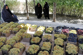 جشن انگور در روستای هزاوه اراک